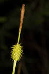 Sulphur sedge